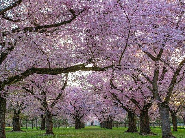 7 Beautiful Flowering Trees and How to Identify Them