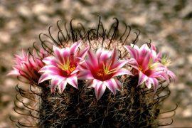 2020/07/mammillaria-grahamii-fishhook-cactus.jpg