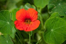2020/07/cress-1425726_1920.jpg