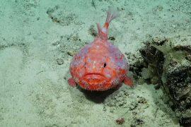 Exploring uncharted territory in the Coral Sea