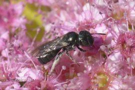 Dramatic declines in plant-pollinator networks