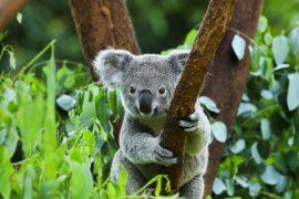 AI will help locate koalas that survived bushfires