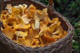 2020/07/fungus-1194380_1280.jpg