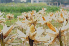 Corn used to produce high-quality hand sanitizer