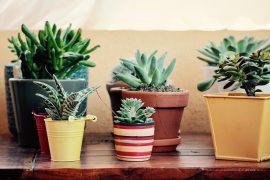2020/08/fat-plants-2493799_1280.jpg