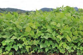 Scientists are creating more productive cowpea crops