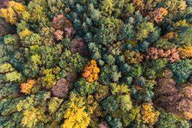 Forests are becoming younger and smaller