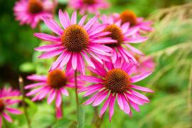 Herbal,Echinacea,Flowers.,Herbal,Echinacea,Or,Coneflower,Flowers,In,A