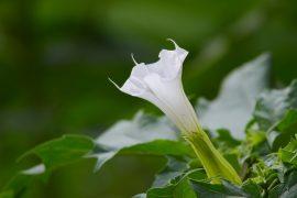 2020/08/datura-841238_1280.jpg