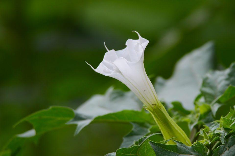 5 of the Most Poisonous Tropical Rainforest Plants