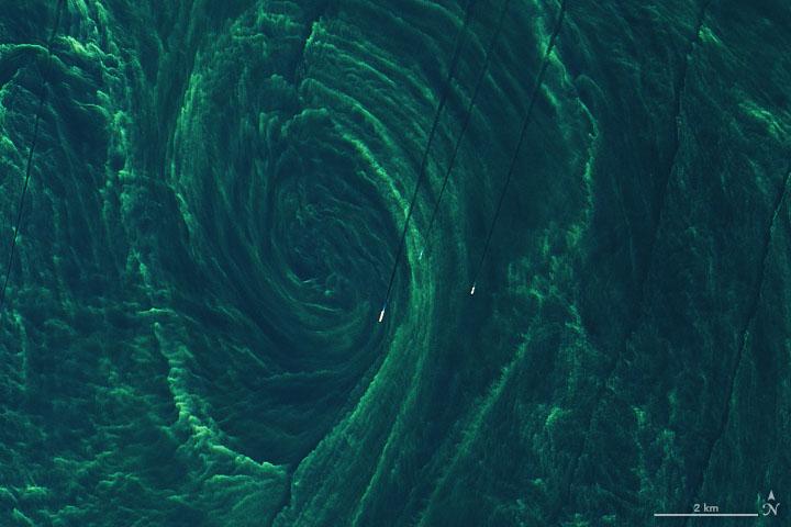Phytoplankton transform the Baltic Sea