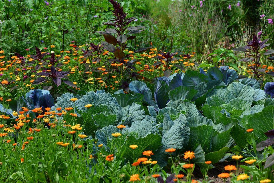 Gardener's Guide to Perennial Identification