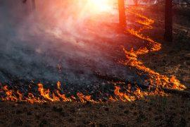 California wildfires have burned 1.25 million acres this month