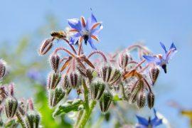 2020/08/borage1.jpg
