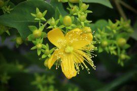 2020/09/st-johns-wort-4230535_1280.jpg