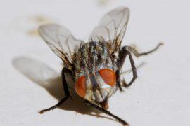 Exploring the incredible flight control techniques of fruit flies
