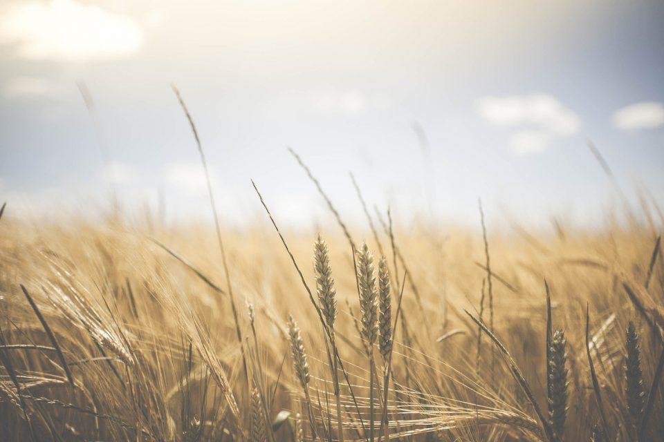 What Is No-Till Farming? And Why Do Farmers Do It?