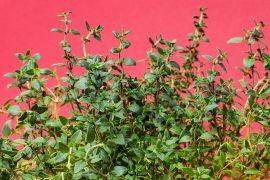 2020/09/thyme-1781005_640.jpg