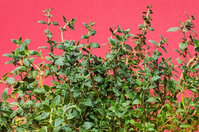 The History of Thyme (Plus Uses of Thyme)