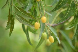 A Gardener's Guide to Neem Oil Uses