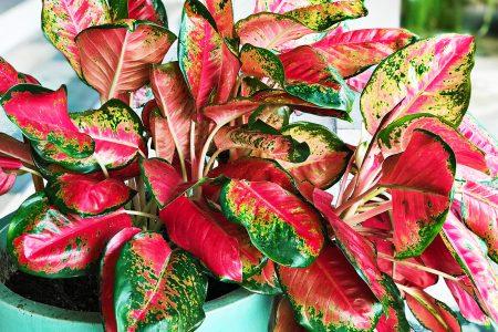 2020/10/Chinese-Evergreen-red_1medium.jpg