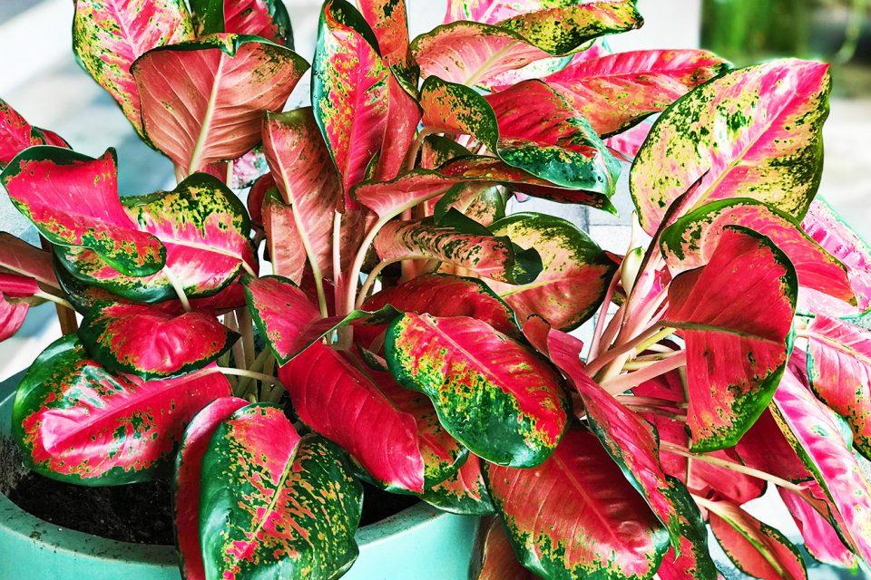 Aglaonema -- Chinese evergreen