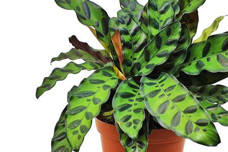 2020/10/rattlesnake-plant_1medium-1.jpg