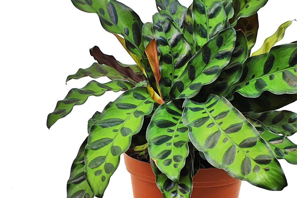 Calathea lancifolia -- Rattlesnake plant