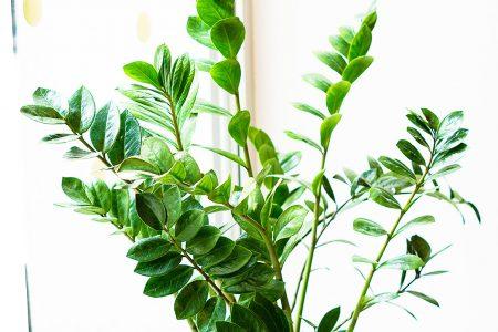 2020/10/Zamioculcas_1medium-1.jpg
