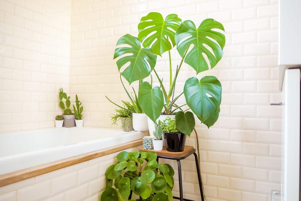 Monstera deliciosa -- Swiss cheese plant