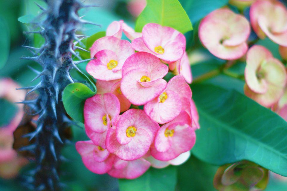 Euphorbia milii -- Crown of thorns
