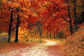 2020/10/fall-1072821_1280.jpg
