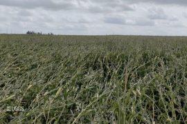 Derecho storm destroys more than 6 million acres of crops