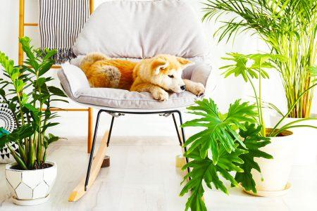 2020/10/dog_houseplants_1medium.jpg