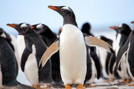 Gentoo penguins are four separate species