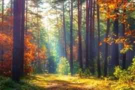 Community forest management policies limit rights and access