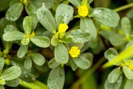 Purslane,Or,Common,Purslane,,Medicinal,Properties.