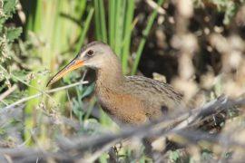 Landsat data will help protect the Yuma Ridgway’s rail