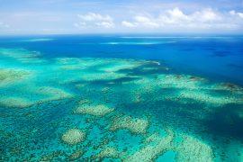 Tracking down the genes that have helped the Great Barrier Reef survive