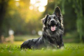 Robots may replace therapy dogs