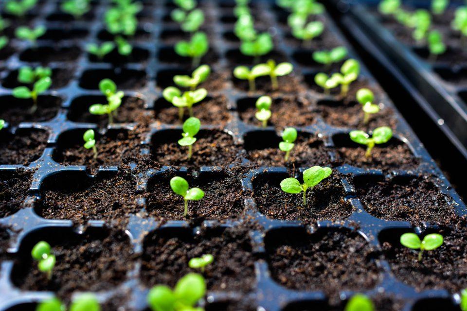Top 15 Plants for a DIY Nursery