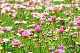 Autonomous drone can detect and follow scents