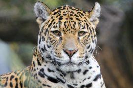 Jaguars will soon be severely threatened