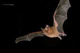 Male bats have a secret mating weapon