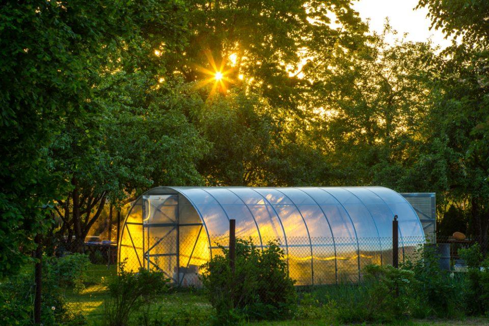 Gardener's Guide to Perennial Vegetables for a Home Greenhouse
