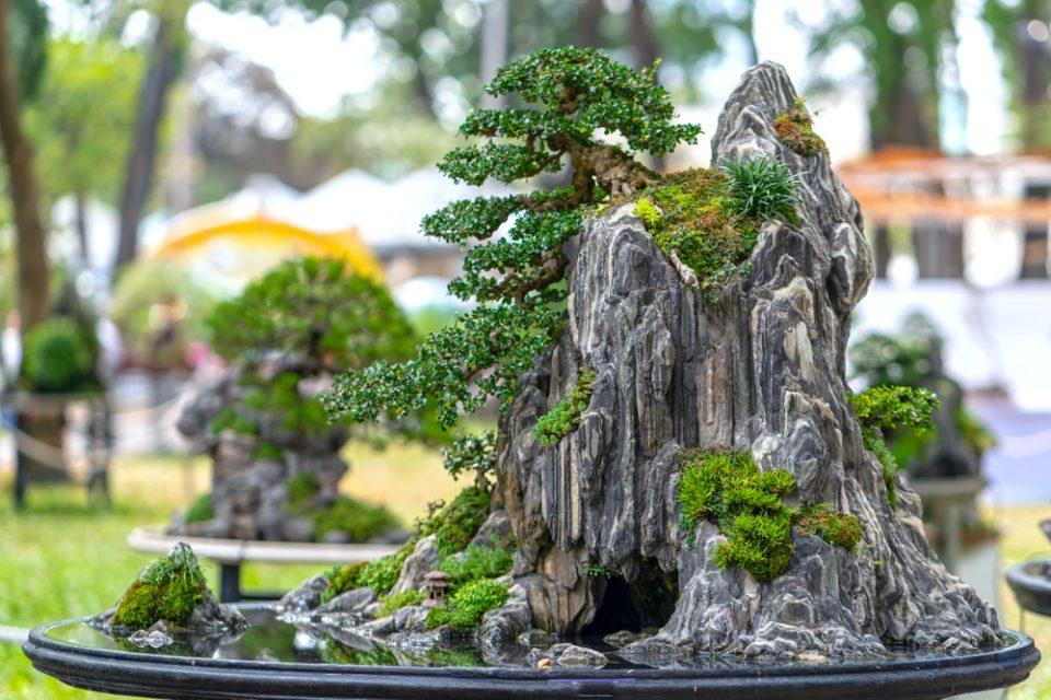 What is the Chinese Art of Penjing? (It's Not the Same as Bonsai)