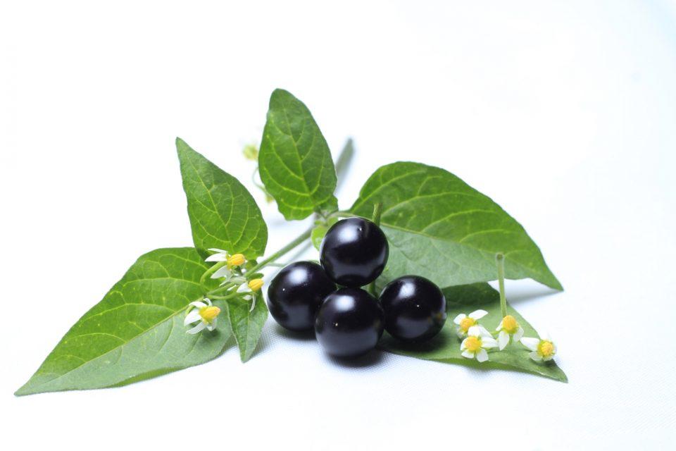Is Deadly Nightshade Really Deadly? Misnomers of the Botanical World