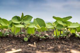 Rice roots use a spiraling strategy to become established
