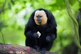 Saki monkeys benefit from screen time