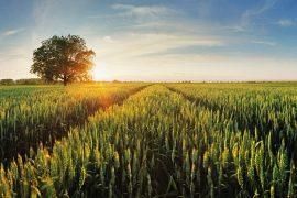 Beneficial bacteria protect crops from heat stress